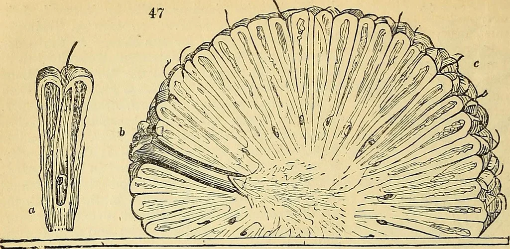 An illustration from The gardener's magazine and register of rural & domestic improvement, 1826, leaf 340