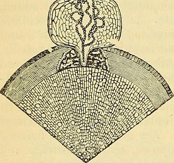 An illustration from The gardener's magazine and register of rural & domestic improvement, 1826, leaf 344
