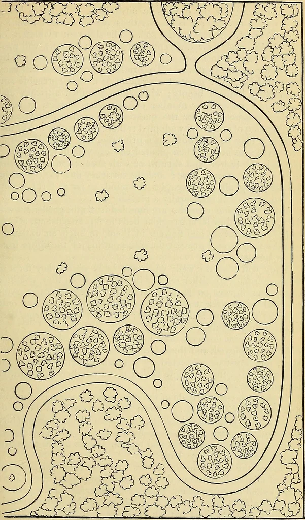 An illustration from The gardener's magazine and register of rural & domestic improvement, 1826, leaf 383