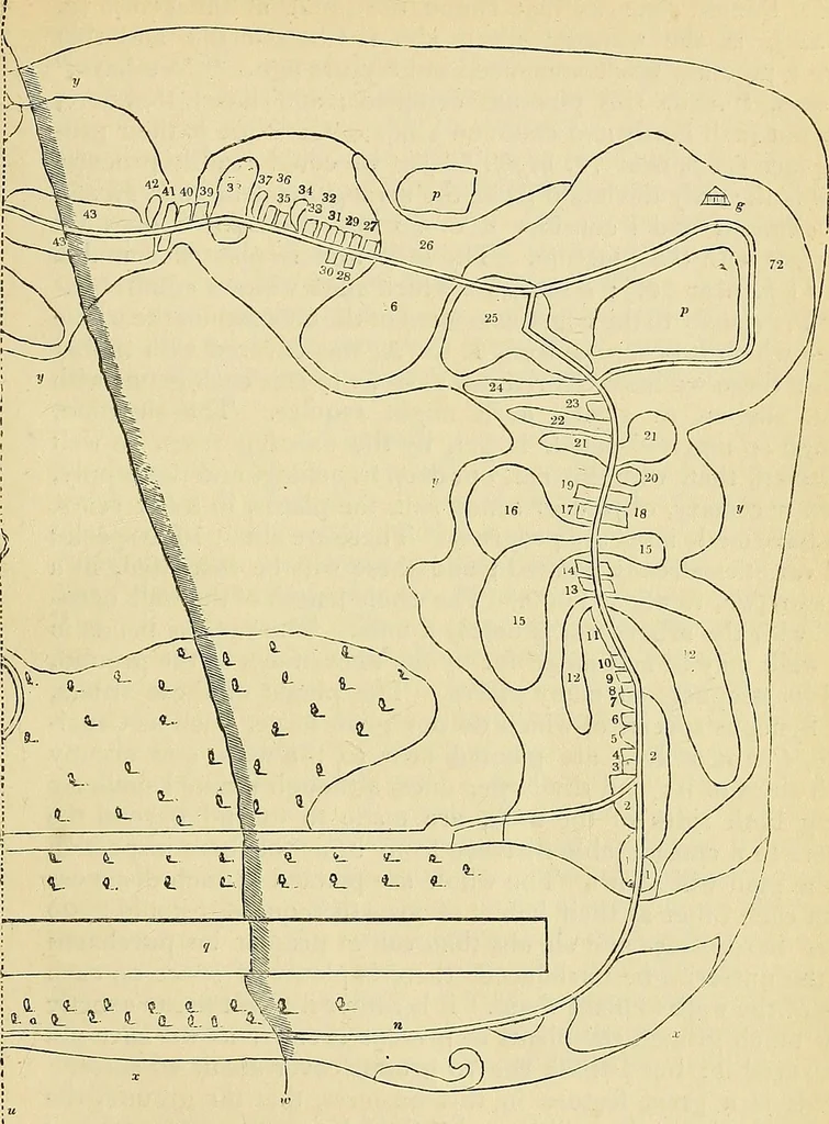 An illustration from The gardener's magazine and register of rural & domestic improvement, 1826, leaf 415