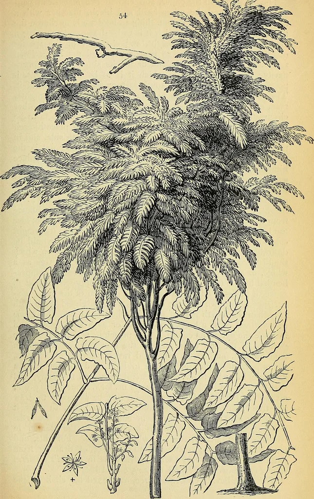 An illustration from The gardener's magazine and register of rural & domestic improvement, 1826, leaf 425