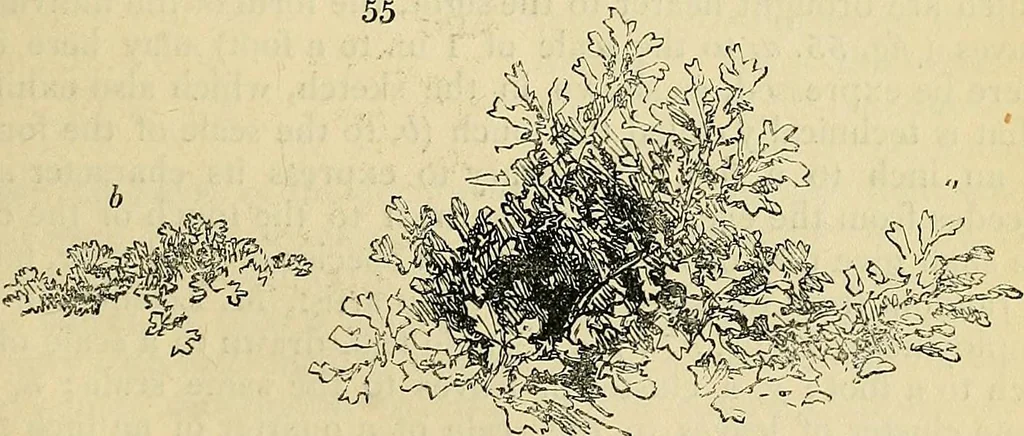 An illustration from The gardener's magazine and register of rural & domestic improvement, 1826, leaf 429