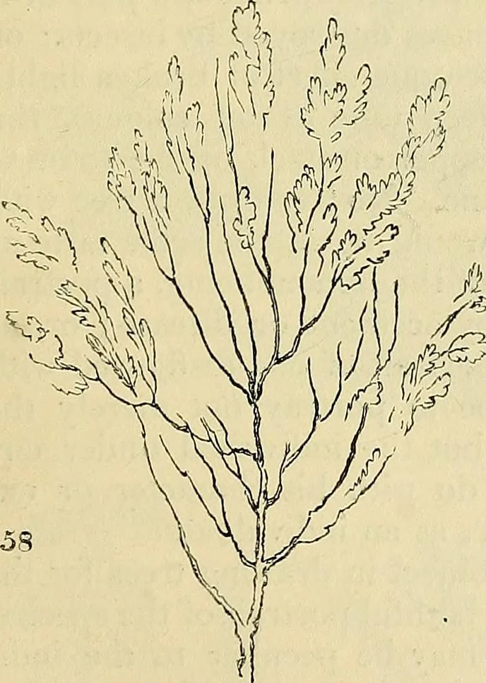 An illustration from The gardener's magazine and register of rural & domestic improvement, 1826, leaf 431