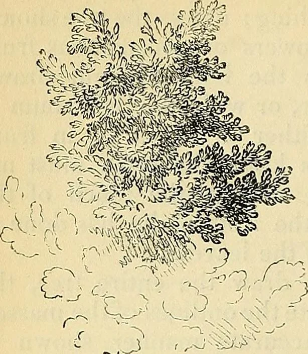 An illustration from The gardener's magazine and register of rural & domestic improvement, 1826, leaf 432