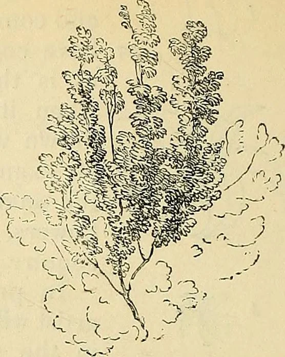 An illustration from The gardener's magazine and register of rural & domestic improvement, 1826, leaf 432
