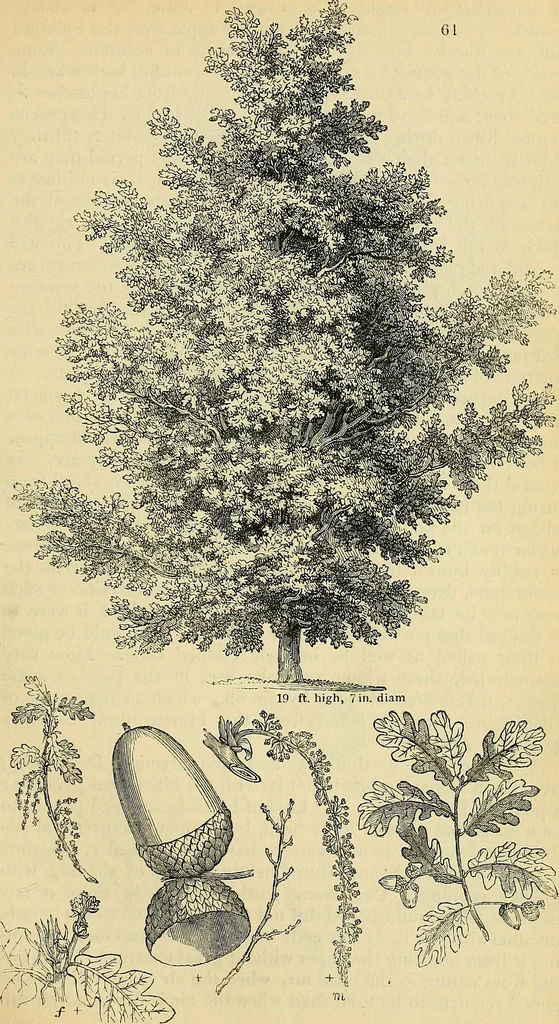 An illustration from The gardener's magazine and register of rural & domestic improvement, 1826, leaf 433