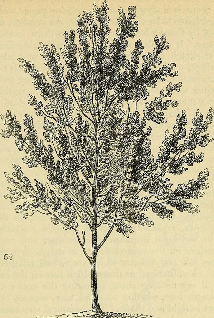 An illustration from The gardener's magazine and register of rural & domestic improvement, 1826, leaf 435