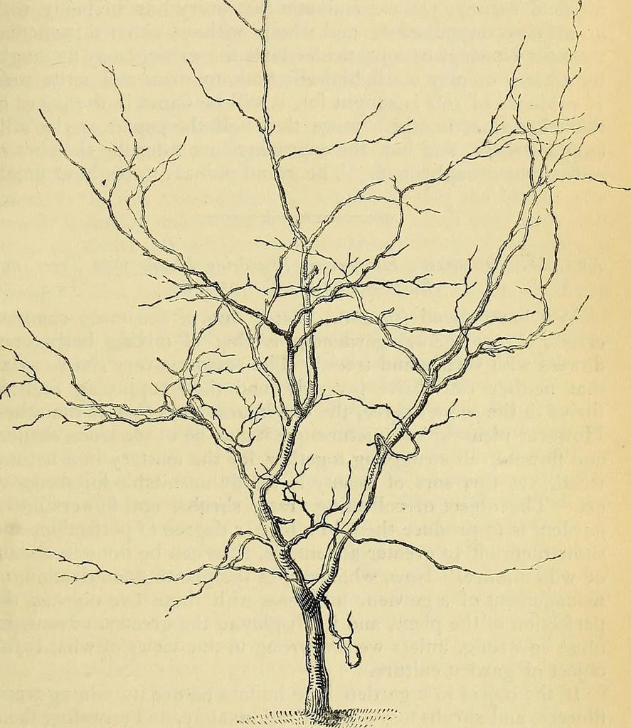An illustration from The gardener's magazine and register of rural & domestic improvement, 1826, leaf 437