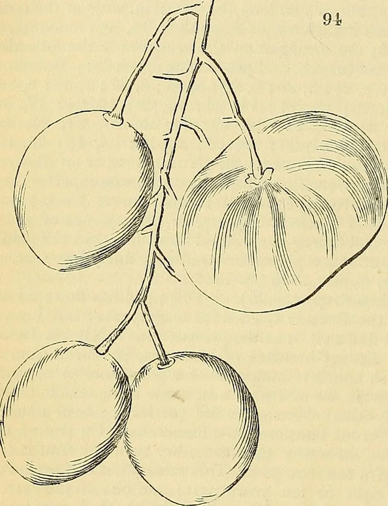 An illustration from The gardener's magazine and register of rural & domestic improvement, 1826, leaf 572