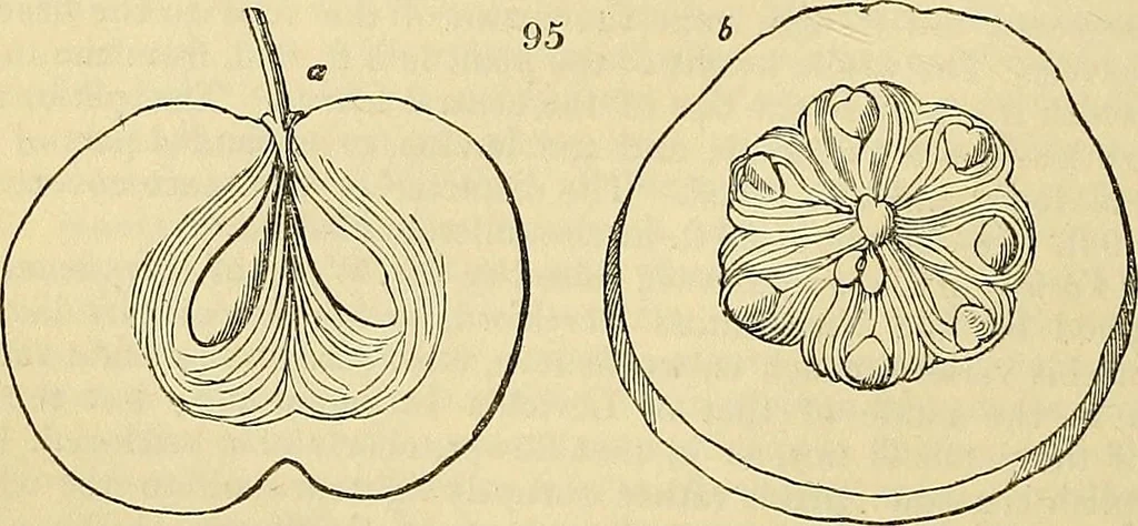 An illustration from The gardener's magazine and register of rural & domestic improvement, 1826, leaf 572