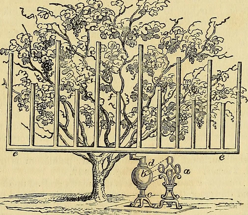 An illustration from The gardener's magazine and register of rural & domestic improvement, 1826, leaf 113