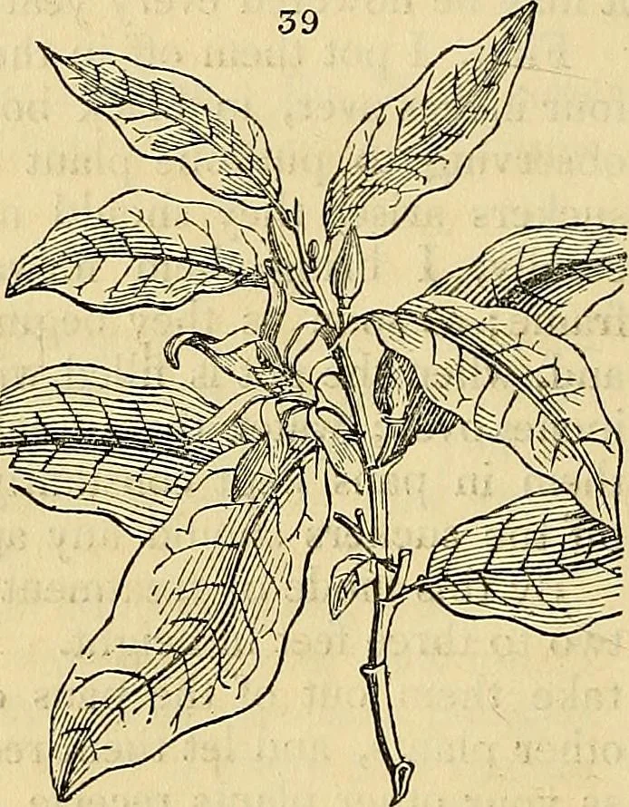 An illustration from The gardener's magazine and register of rural & domestic improvement, 1826, leaf 154