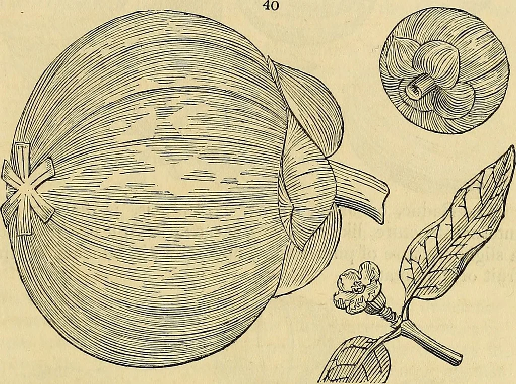 An illustration from The gardener's magazine and register of rural & domestic improvement, 1826, leaf 155