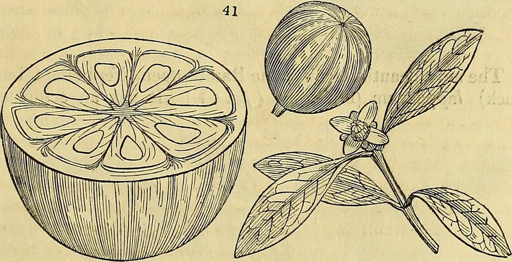 An illustration from The gardener's magazine and register of rural & domestic improvement, 1826, leaf 155
