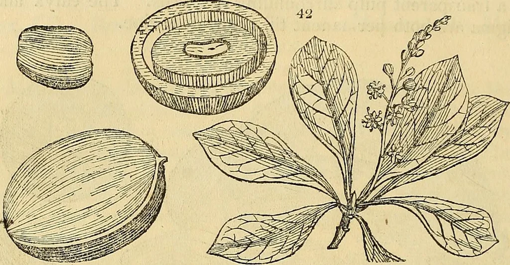 An illustration from The gardener's magazine and register of rural & domestic improvement, 1826, leaf 156