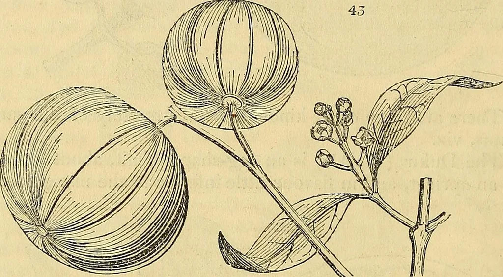 An illustration from The gardener's magazine and register of rural & domestic improvement, 1826, leaf 156