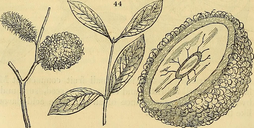 An illustration from The gardener's magazine and register of rural & domestic improvement, 1826, leaf 156