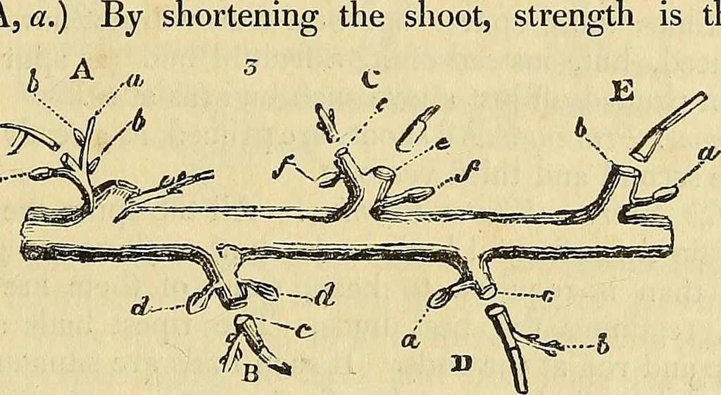 An illustration from The gardener's magazine and register of rural & domestic improvement, 1826, leaf 17