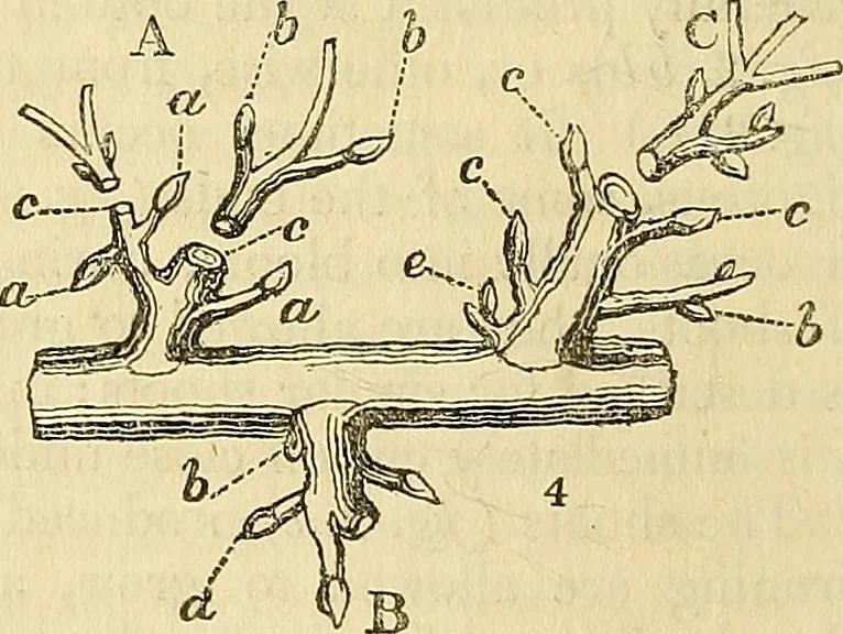 An illustration from The gardener's magazine and register of rural & domestic improvement, 1826, leaf 18