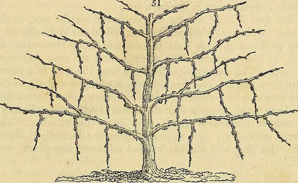 An illustration from The gardener's magazine and register of rural & domestic improvement, 1826, leaf 187