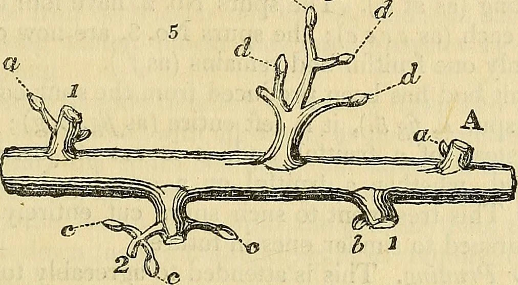 An illustration from The gardener's magazine and register of rural & domestic improvement, 1826, leaf 19