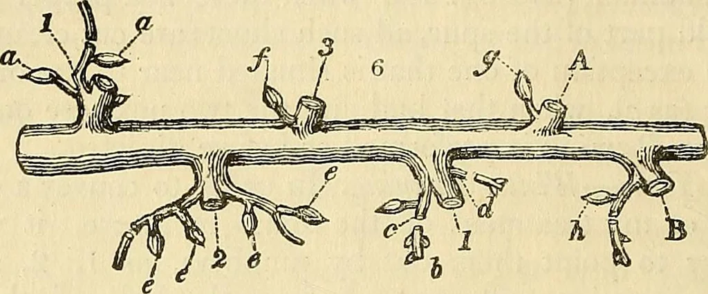 An illustration from The gardener's magazine and register of rural & domestic improvement, 1826, leaf 20