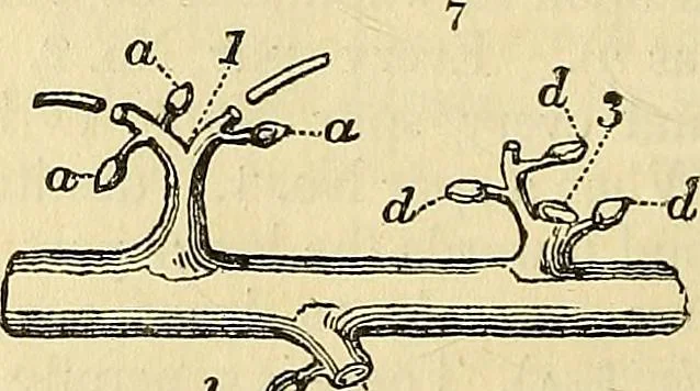 An illustration from The gardener's magazine and register of rural & domestic improvement, 1826, leaf 20