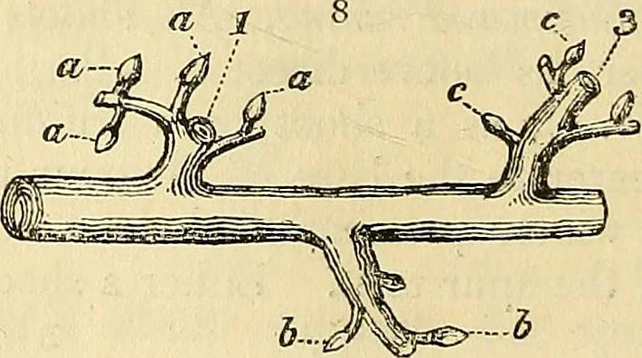 An illustration from The gardener's magazine and register of rural & domestic improvement, 1826, leaf 20