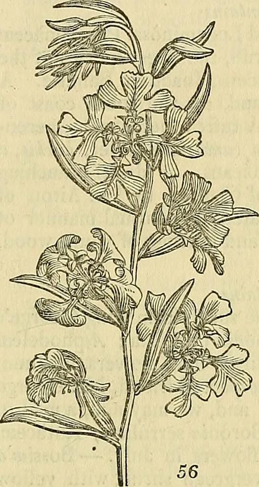 An illustration from The gardener's magazine and register of rural & domestic improvement, 1826, leaf 209