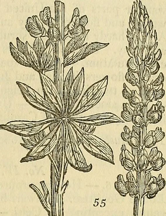 An illustration from The gardener's magazine and register of rural & domestic improvement, 1826, leaf 209