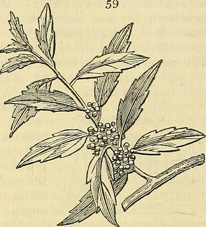 An illustration from The gardener's magazine and register of rural & domestic improvement, 1826, leaf 218