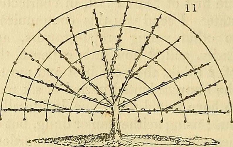 An illustration from The gardener's magazine and register of rural & domestic improvement, 1826, leaf 26