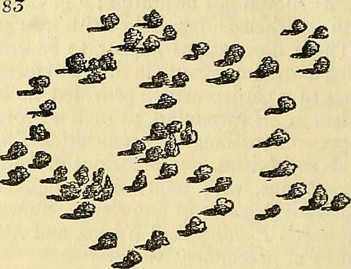 An illustration from The gardener's magazine and register of rural & domestic improvement, 1826, leaf 264