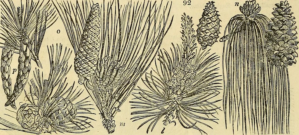 An illustration from The gardener's magazine and register of rural & domestic improvement, 1826, leaf 278
