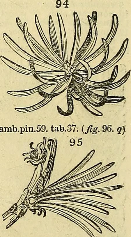 An illustration from The gardener's magazine and register of rural & domestic improvement, 1826, leaf 278