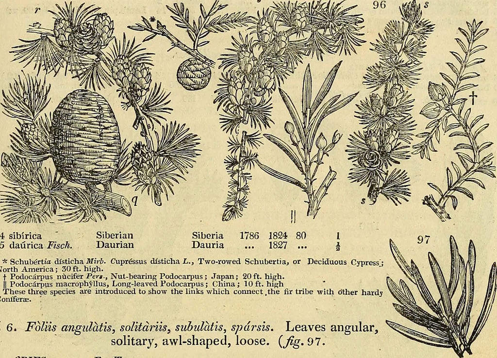 An illustration from The gardener's magazine and register of rural & domestic improvement, 1826, leaf 279