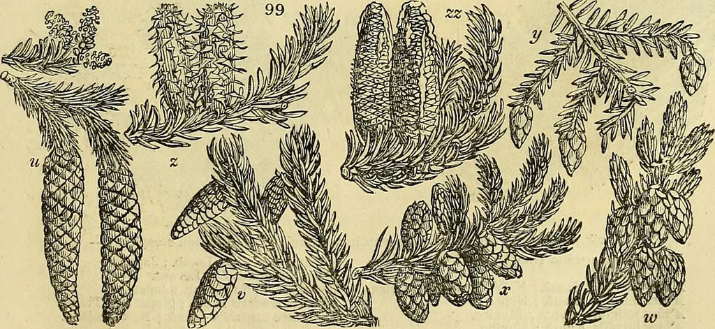 An illustration from The gardener's magazine and register of rural & domestic improvement, 1826, leaf 279