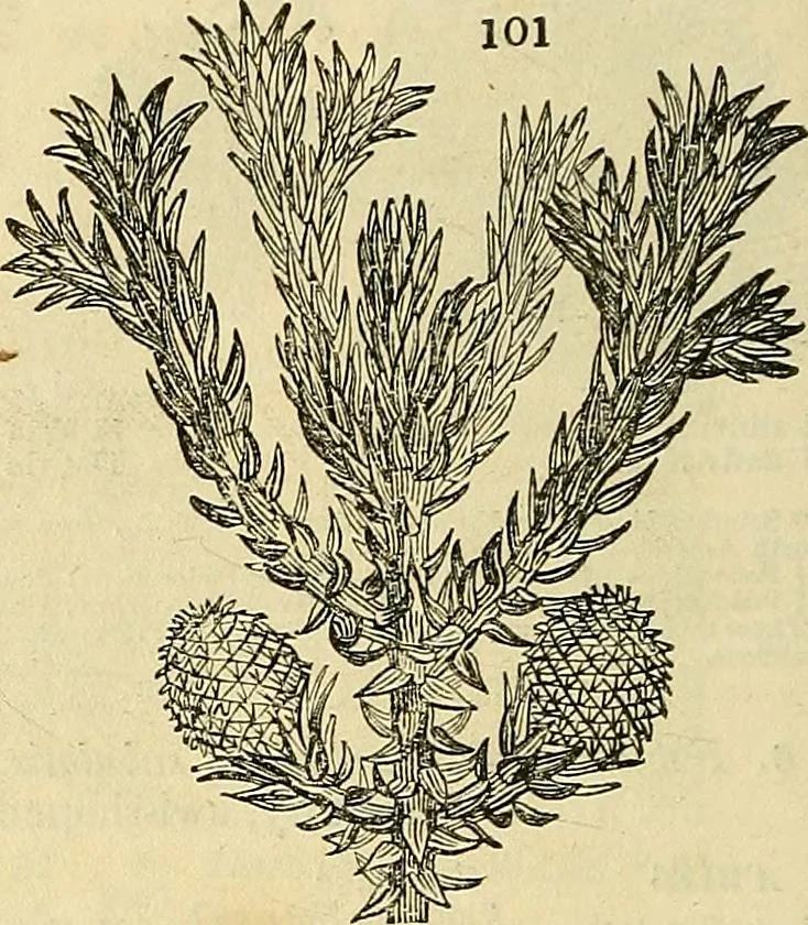 An illustration from The gardener's magazine and register of rural & domestic improvement, 1826, leaf 280