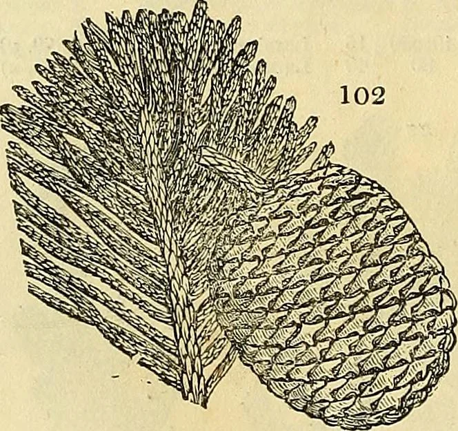 An illustration from The gardener's magazine and register of rural & domestic improvement, 1826, leaf 280