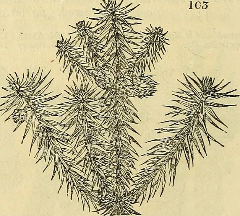 An illustration from The gardener's magazine and register of rural & domestic improvement, 1826, leaf 280