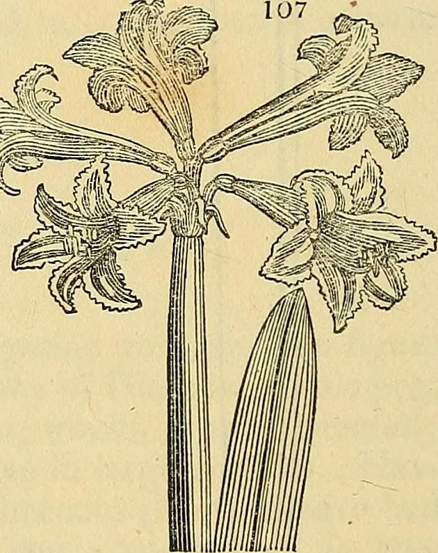 An illustration from The gardener's magazine and register of rural & domestic improvement, 1826, leaf 312