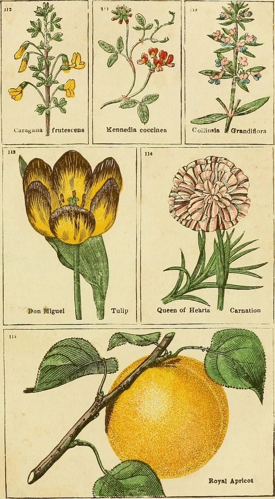 An illustration from The gardener's magazine and register of rural & domestic improvement, 1826, leaf 335