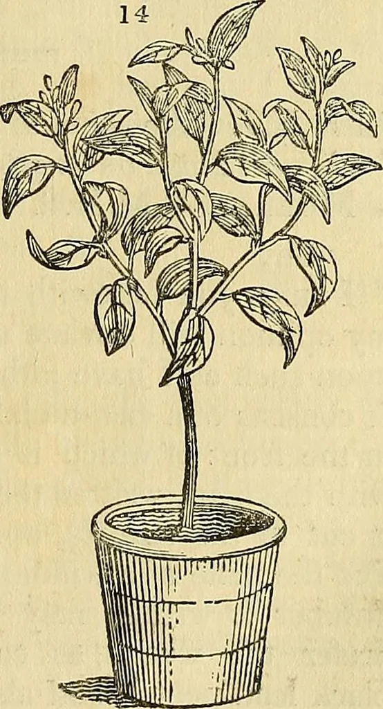 An illustration from The gardener's magazine and register of rural & domestic improvement, 1826, leaf 39