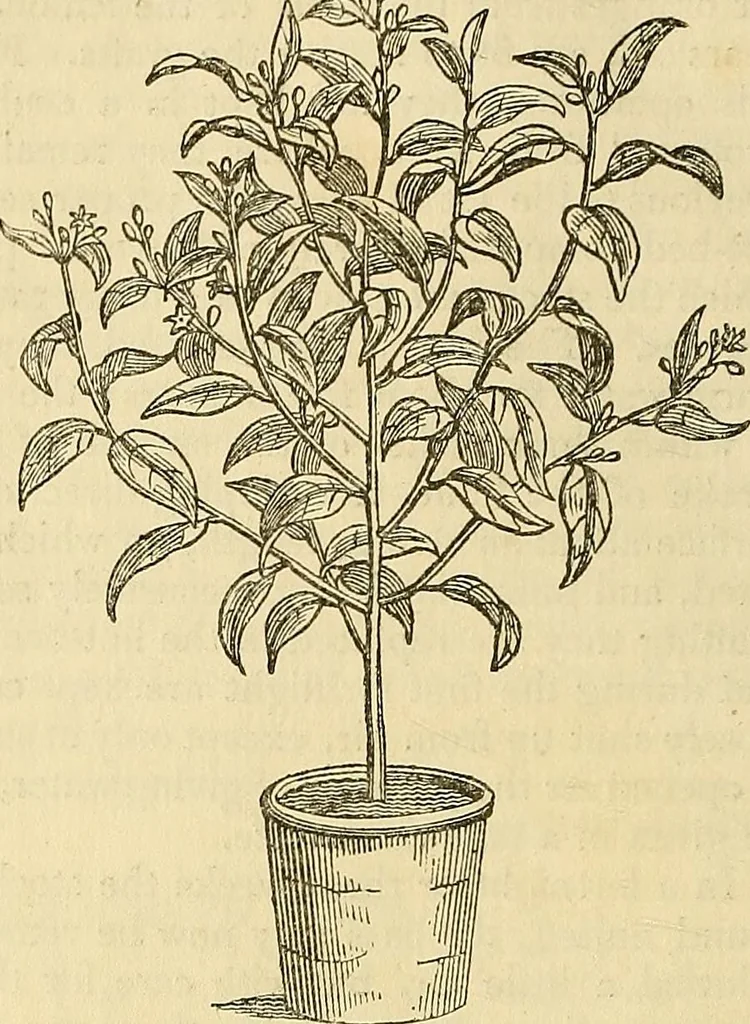 An illustration from The gardener's magazine and register of rural & domestic improvement, 1826, leaf 40