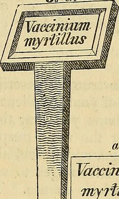 An illustration from The gardener's magazine and register of rural & domestic improvement, 1826, leaf 41