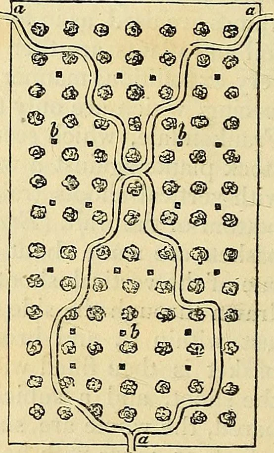 An illustration from The gardener's magazine and register of rural & domestic improvement, 1826, leaf 410