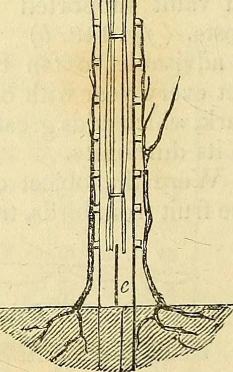 An illustration from The gardener's magazine and register of rural & domestic improvement, 1826, leaf 412