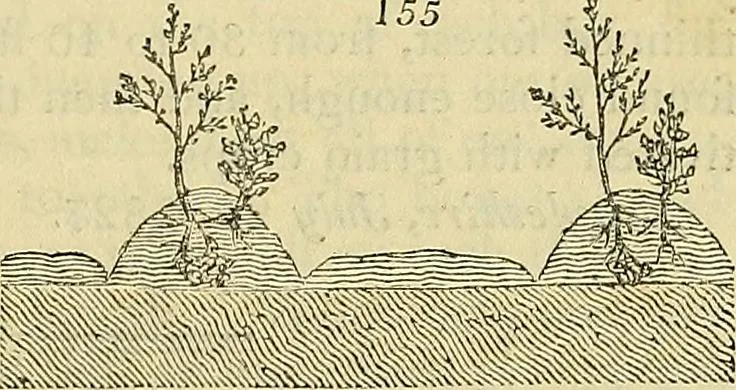 An illustration from The gardener's magazine and register of rural & domestic improvement, 1826, leaf 427