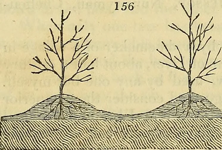 An illustration from The gardener's magazine and register of rural & domestic improvement, 1826, leaf 427