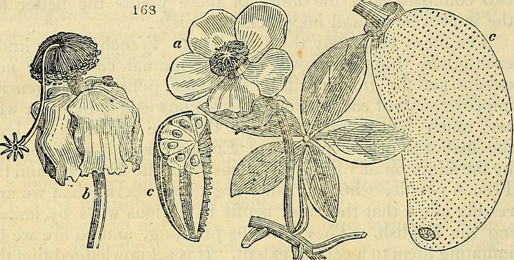 An illustration from The gardener's magazine and register of rural & domestic improvement, 1826, leaf 464